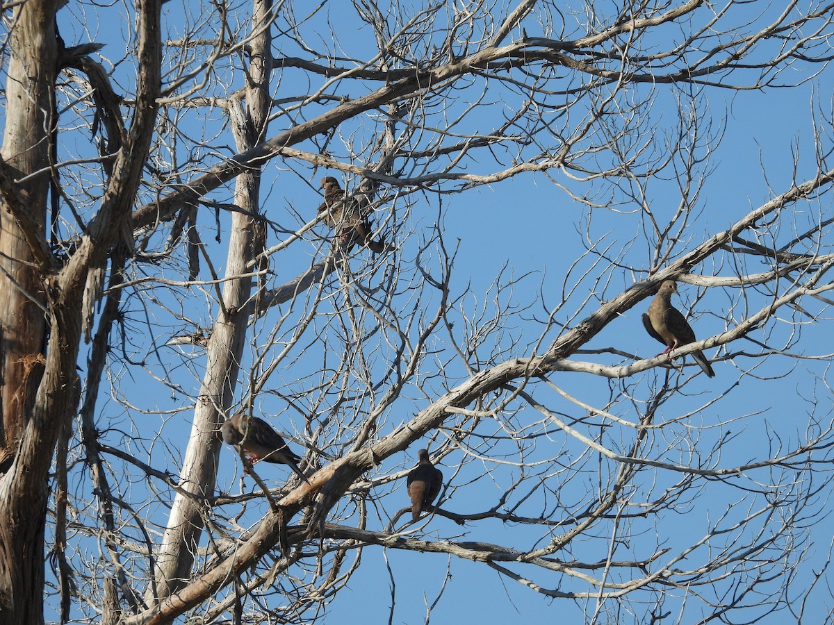 Mourning Dove - ML619564635