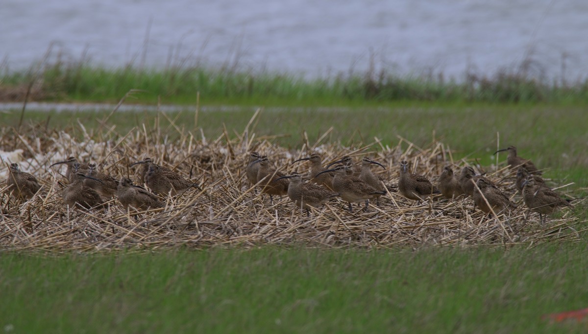 Whimbrel - Devin Griffiths