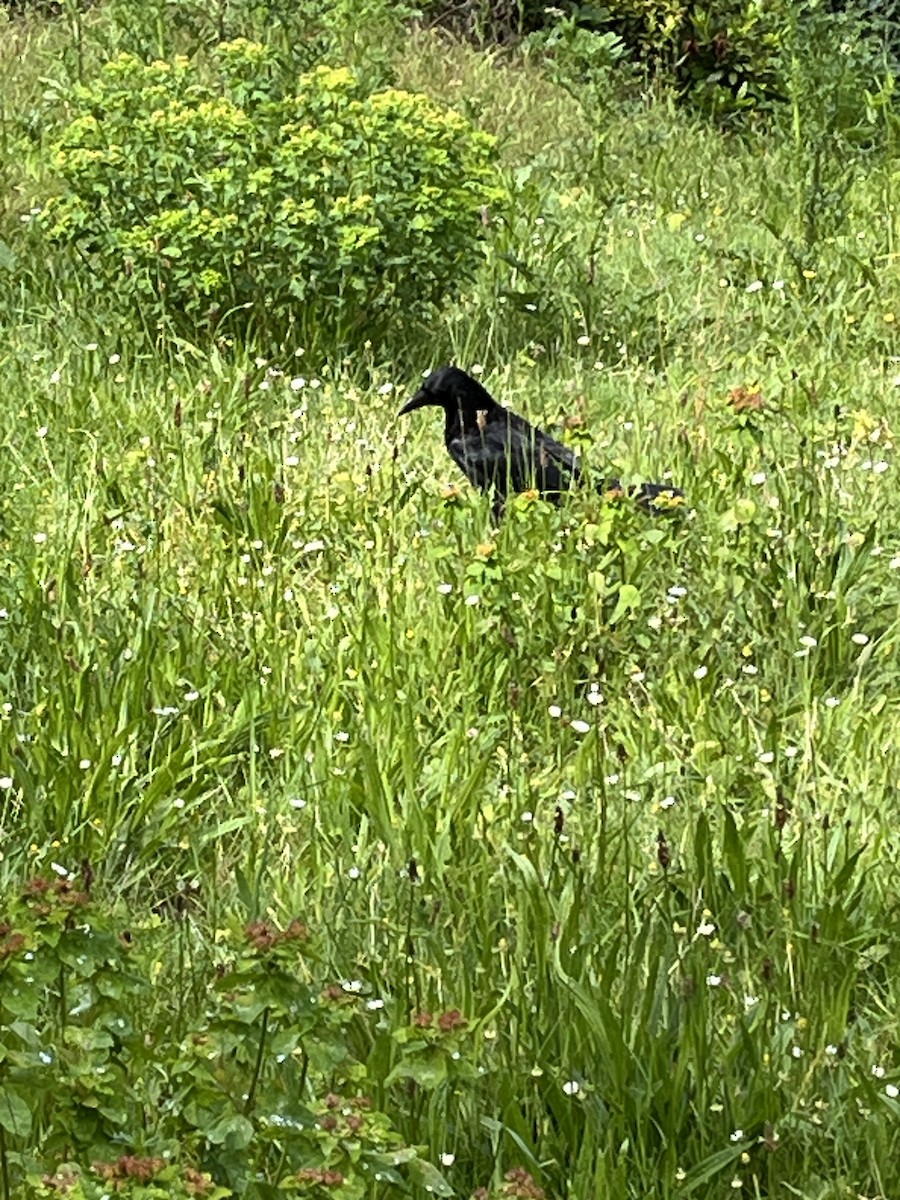 Carrion Crow - Patti Haynes