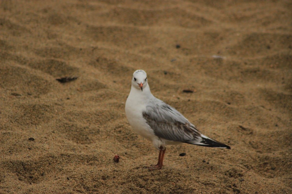 Brown-hooded Gull - Rafael Romagna