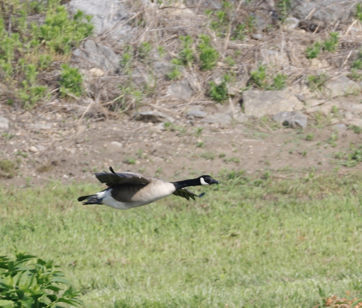 Canada Goose - J.B. Churchill