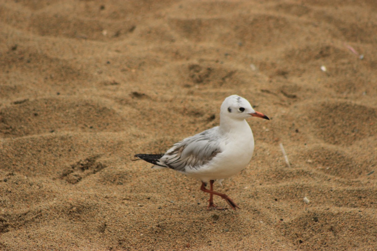 Brown-hooded Gull - Rafael Romagna