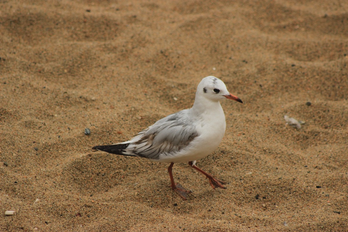 Brown-hooded Gull - Rafael Romagna