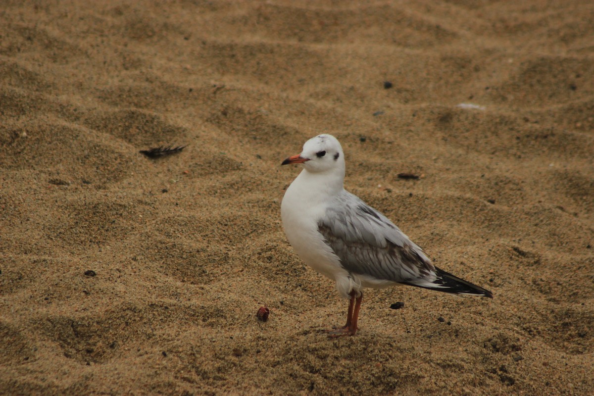 Brown-hooded Gull - Rafael Romagna