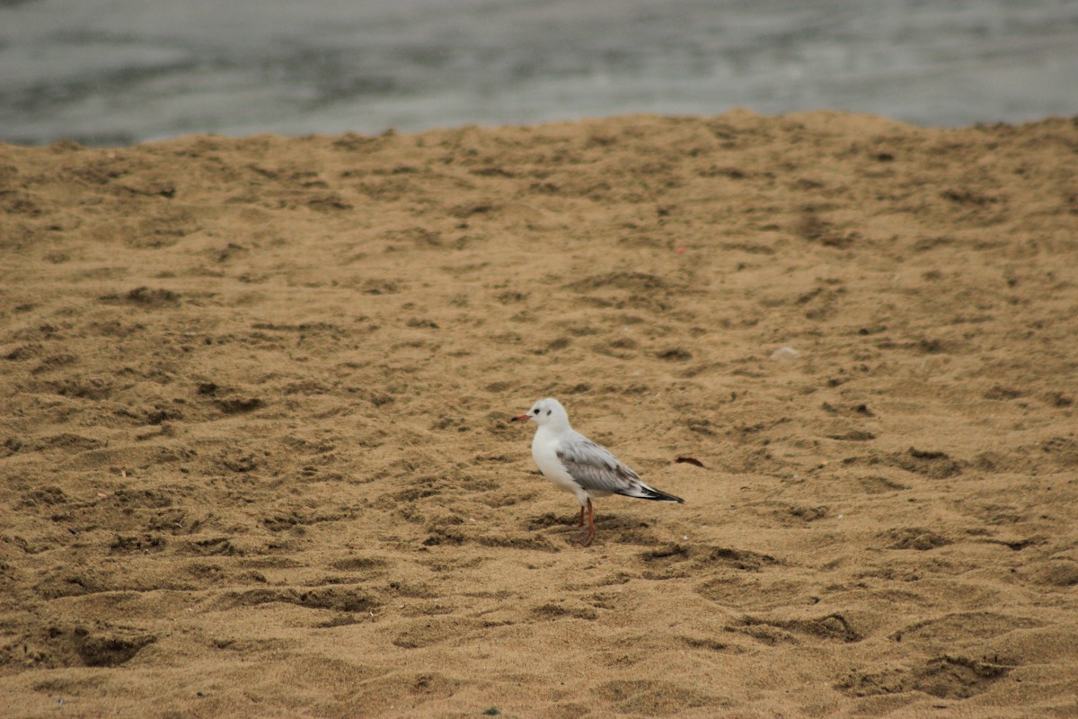 Brown-hooded Gull - Rafael Romagna