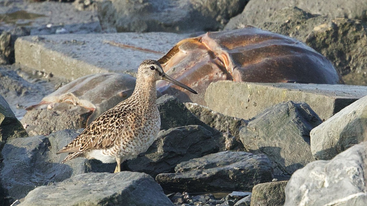 Short-billed Dowitcher - Gregory Gough 🦚