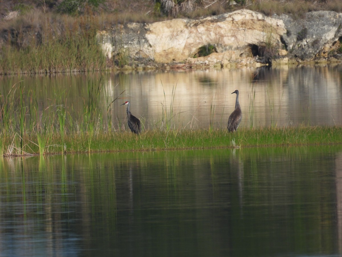 Sandhill Crane - ML619564660