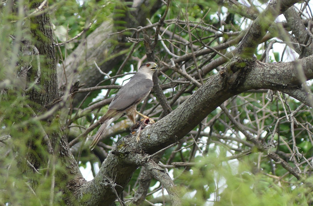 Cooper's Hawk - Chris Davis