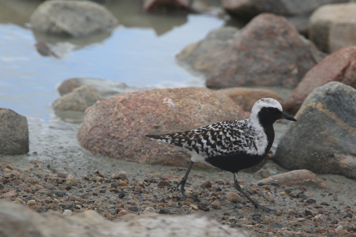 Black-bellied Plover - Don Weidl