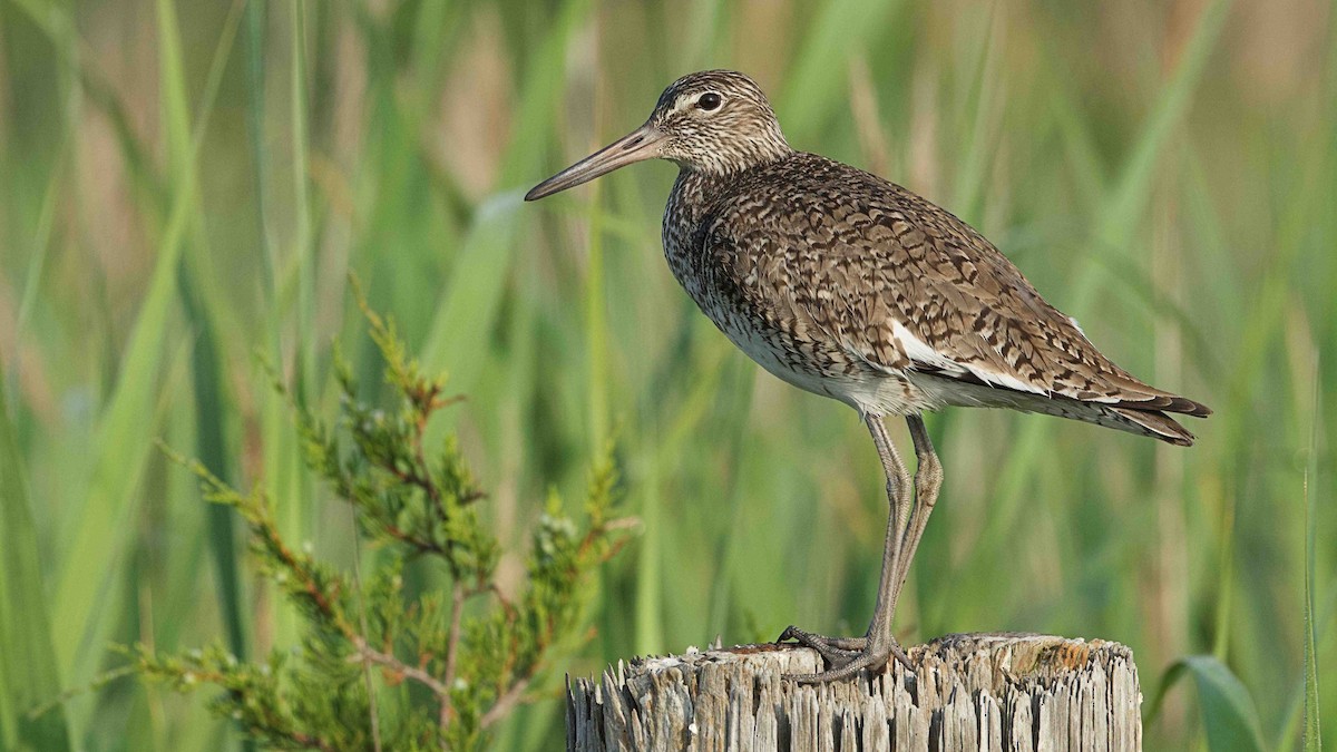 Willet - Gregory Gough 🦚