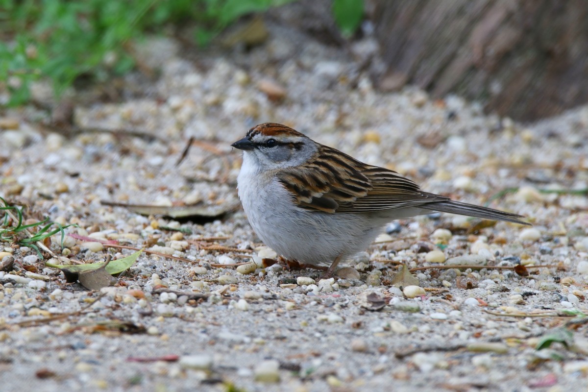 Chipping Sparrow - Devin Griffiths