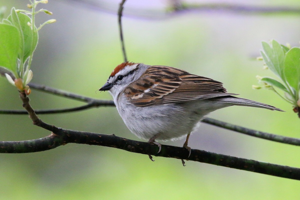 Chipping Sparrow - Devin Griffiths