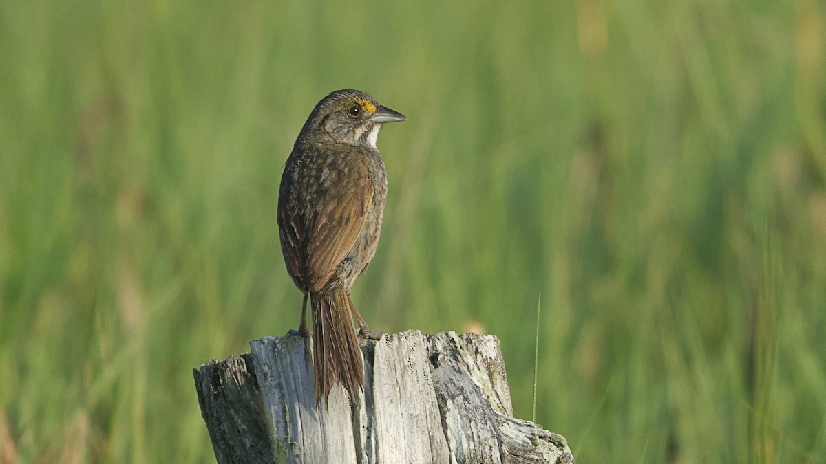 Seaside Sparrow - Gregory Gough 🦚