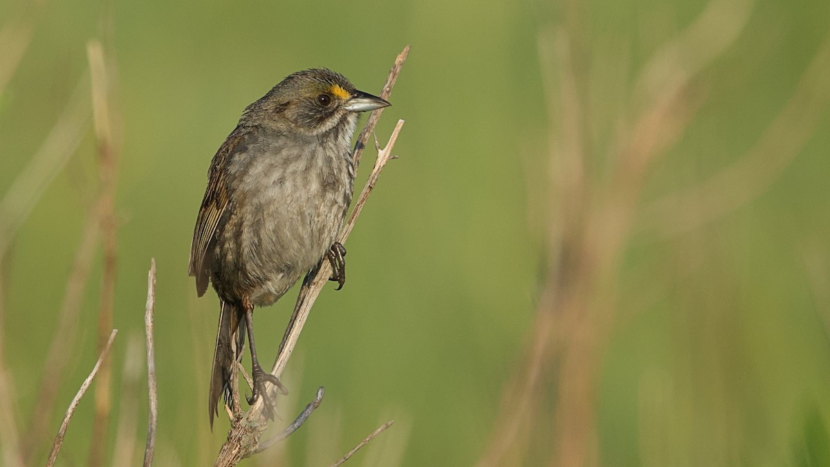 Seaside Sparrow - Gregory Gough 🦚