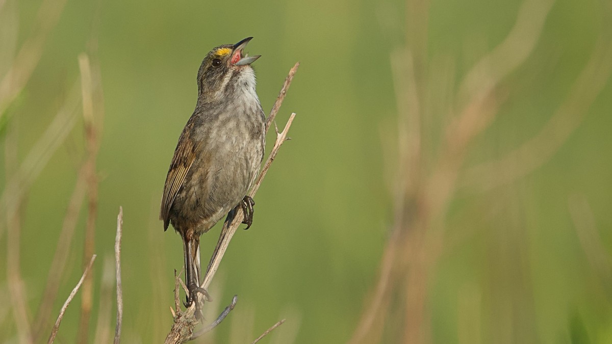 Seaside Sparrow - Gregory Gough 🦚