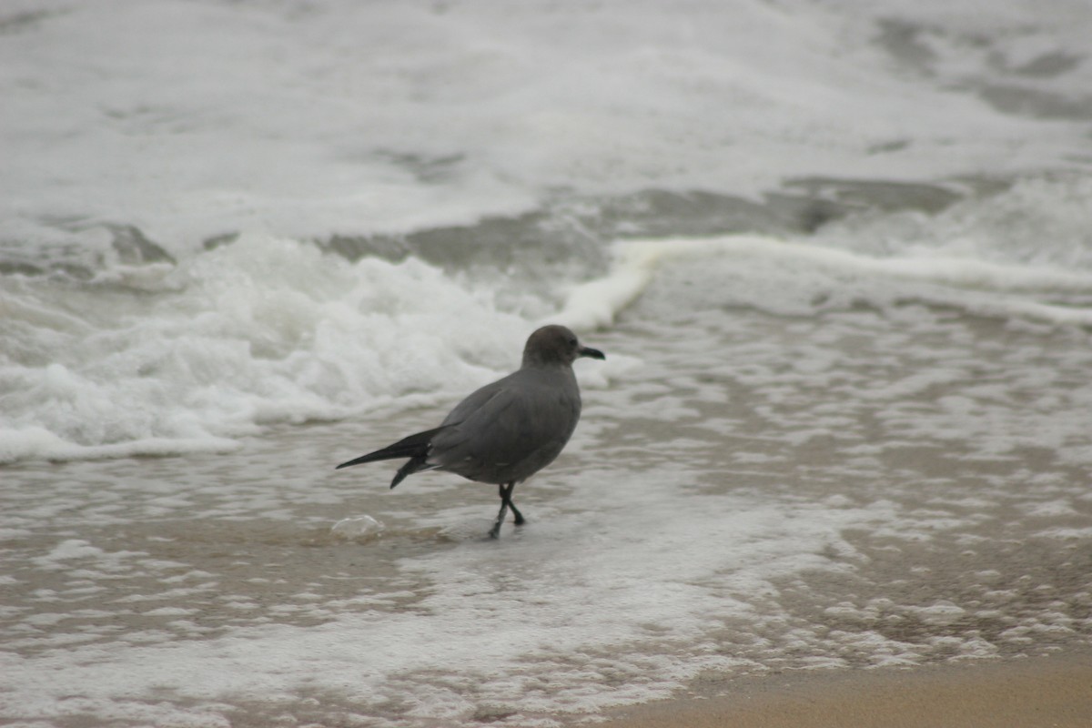 Goéland gris - ML619564675