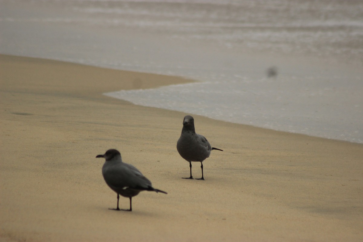 Gray Gull - Rafael Romagna