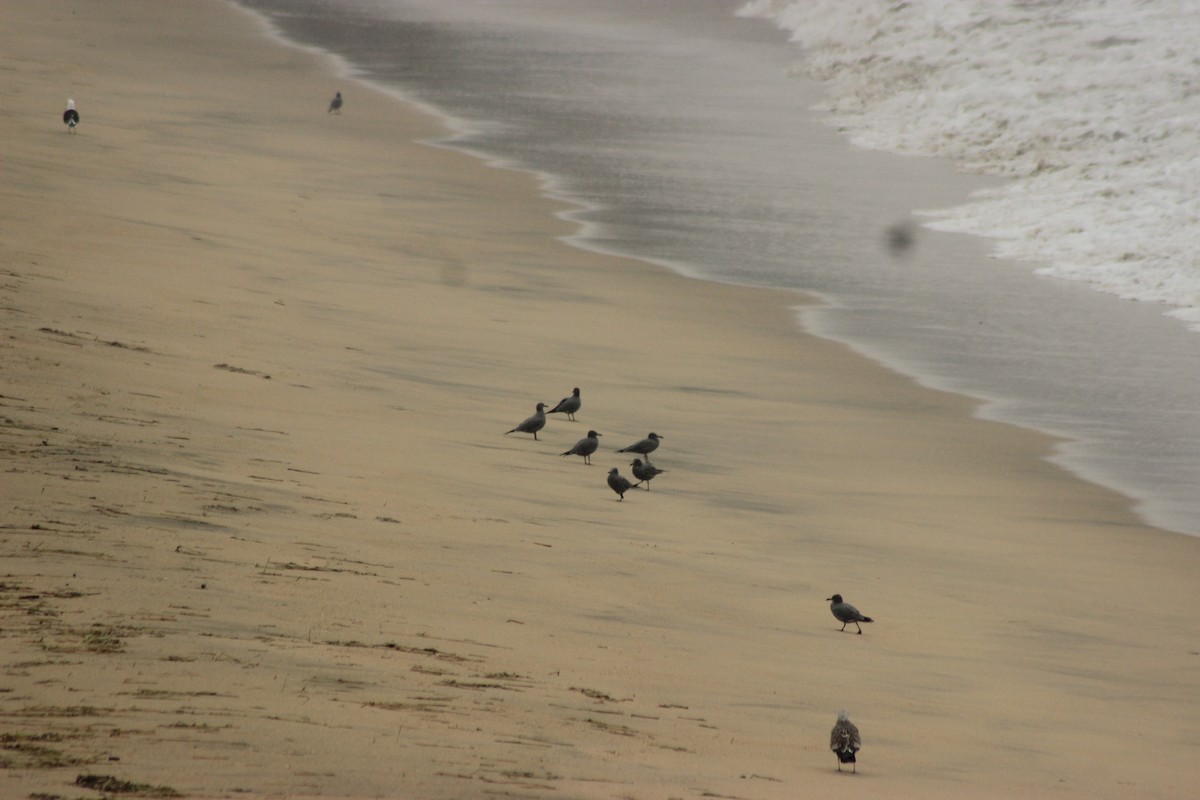 Gray Gull - ML619564679