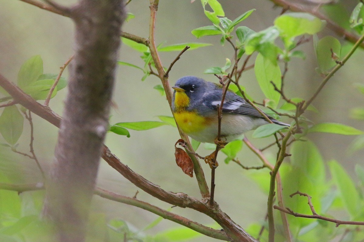 Northern Parula - Devin Griffiths