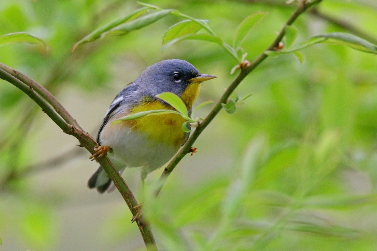 Northern Parula - Devin Griffiths