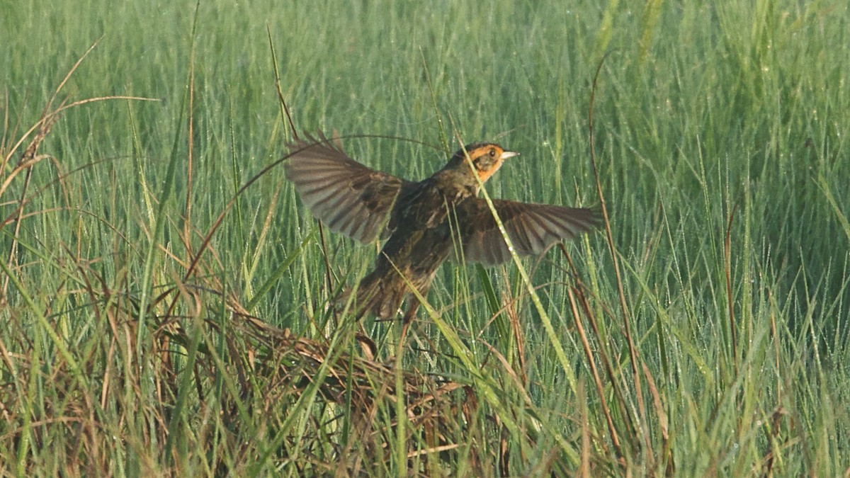 Saltmarsh Sparrow - Gregory Gough 🦚