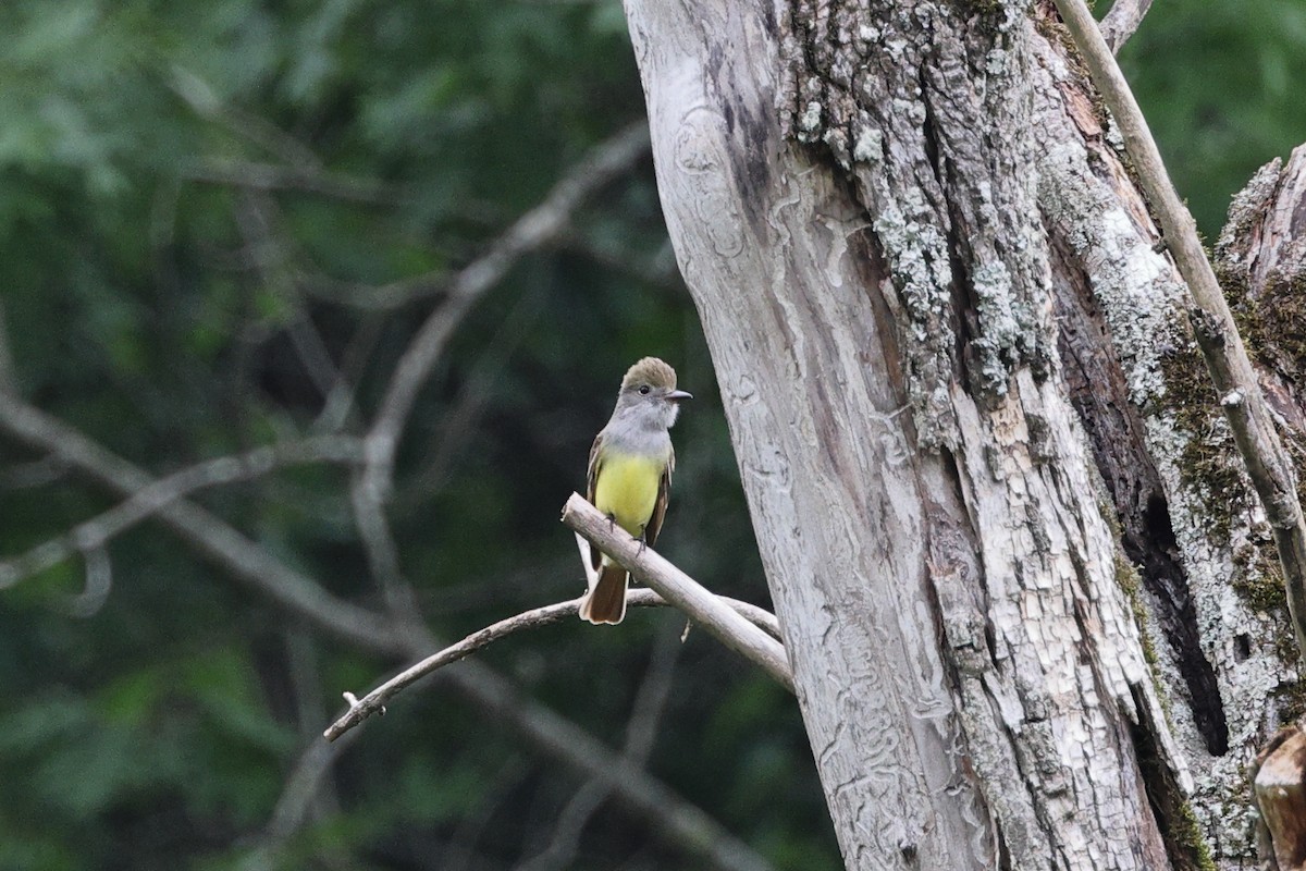 Great Crested Flycatcher - ML619564683