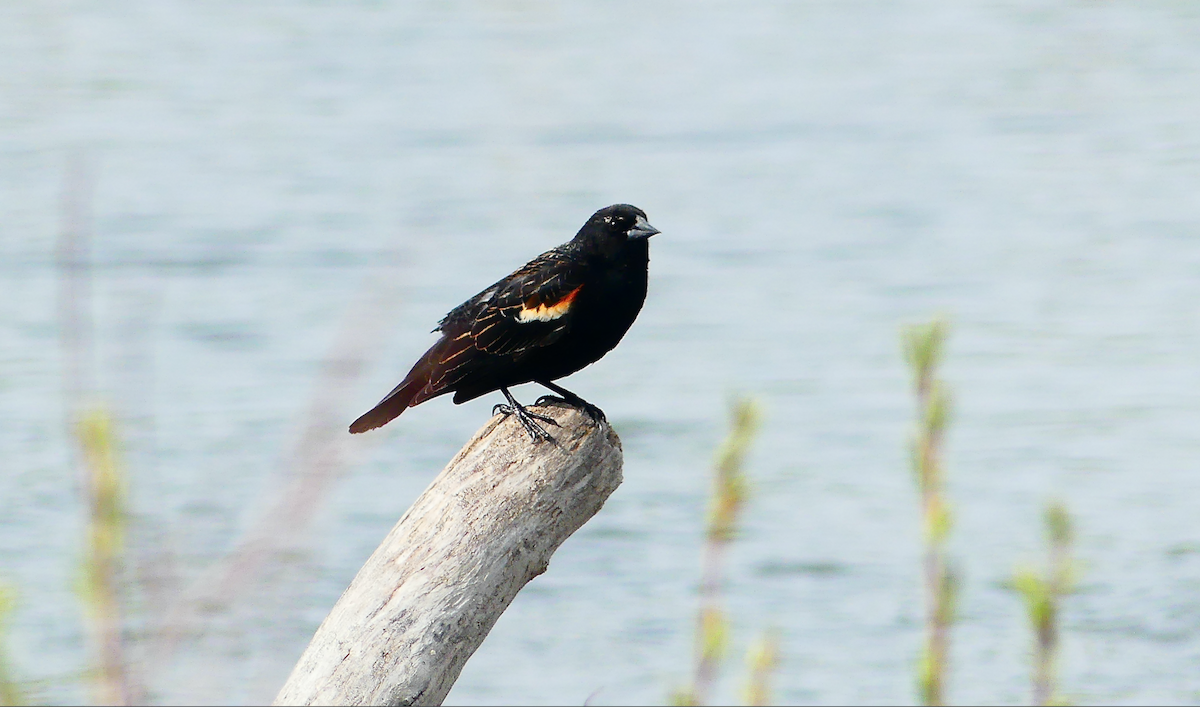 Red-winged Blackbird - N Jones