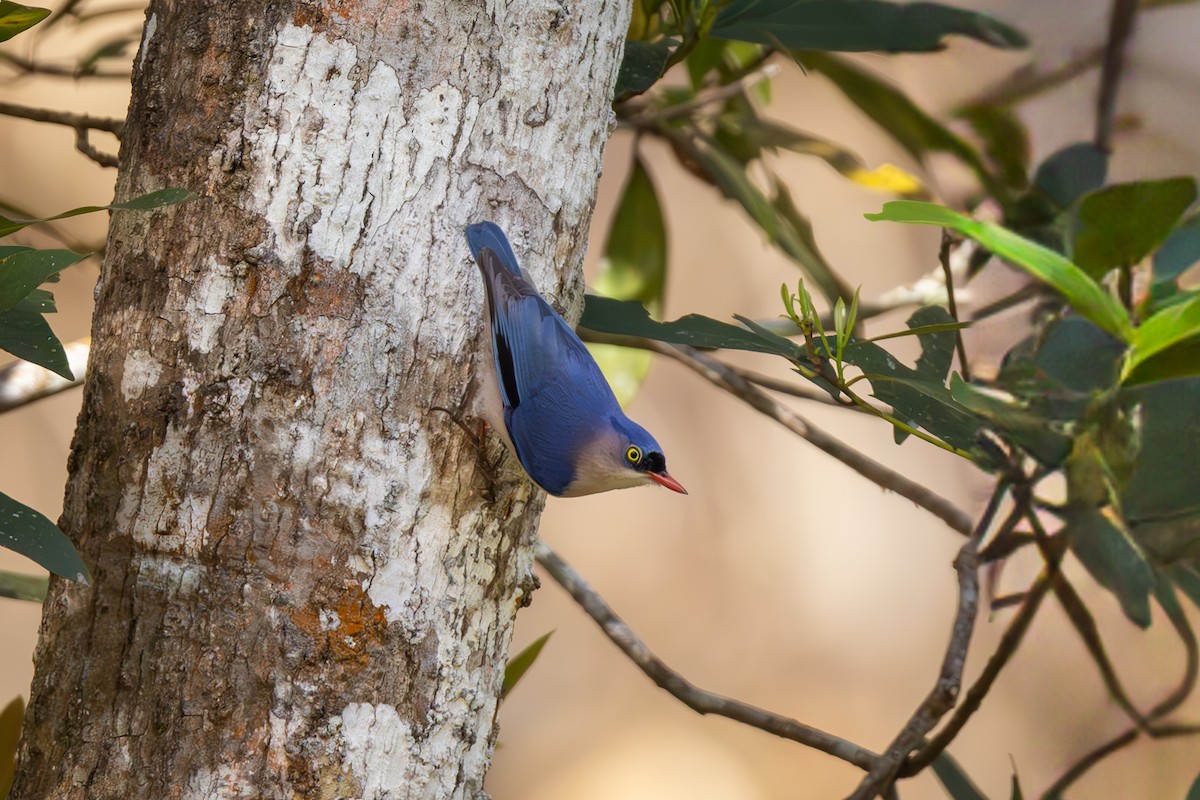 Yellow-billed Nuthatch - Carolien Hoek