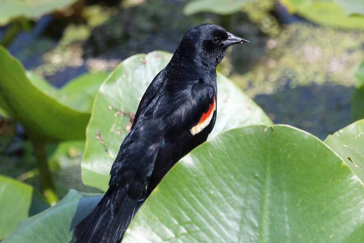 Red-winged Blackbird - Bert Richards