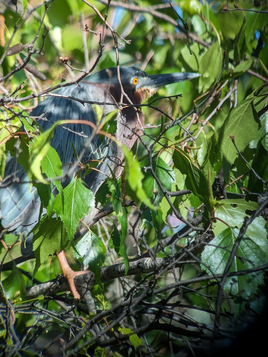 Green Heron - Raymond Belhumeur