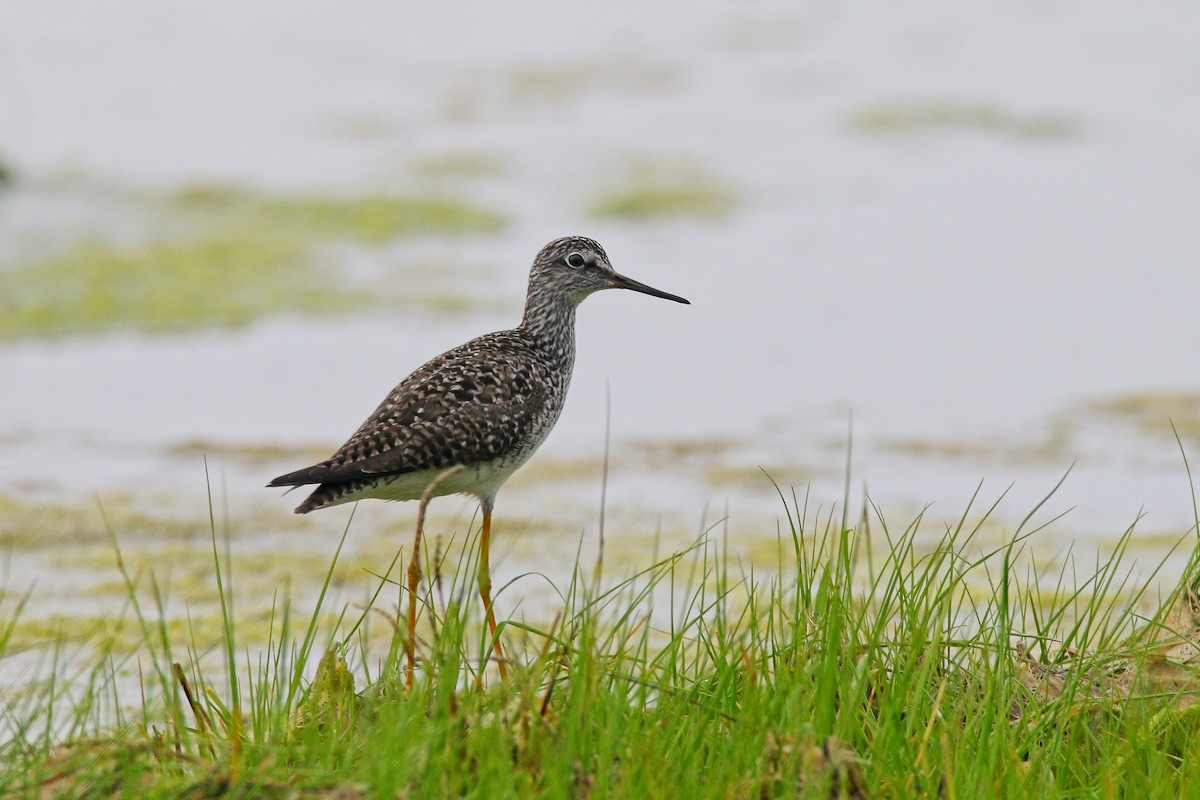 Lesser Yellowlegs - Devin Griffiths