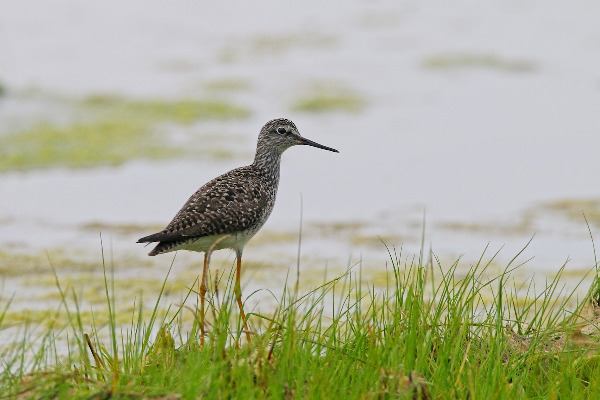 Lesser Yellowlegs - Devin Griffiths