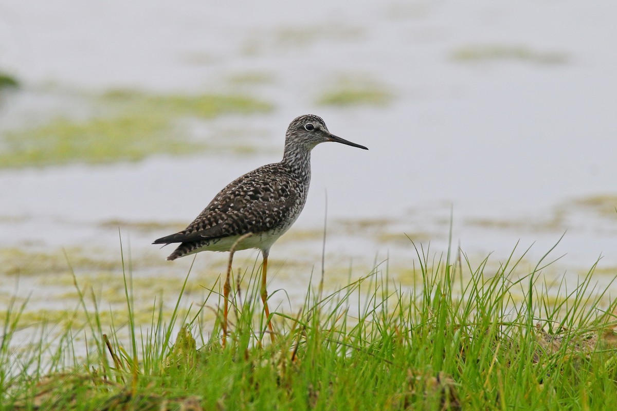 Lesser Yellowlegs - Devin Griffiths