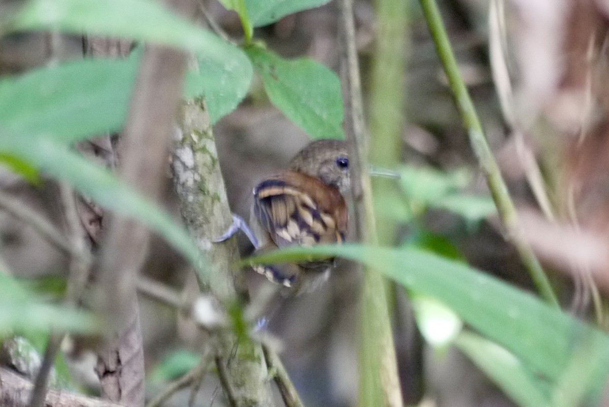 Spotted Antbird - Brenda Sánchez