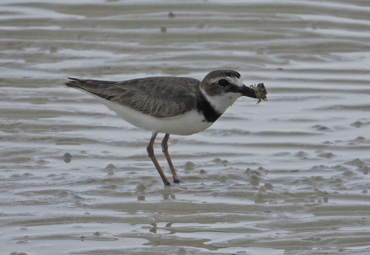 Wilson's Plover - Martha Cartwright