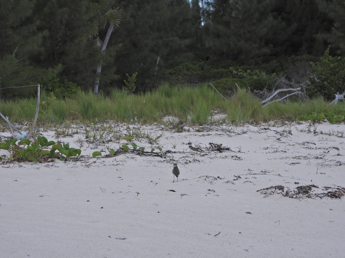 Wilson's Plover - Martha Cartwright