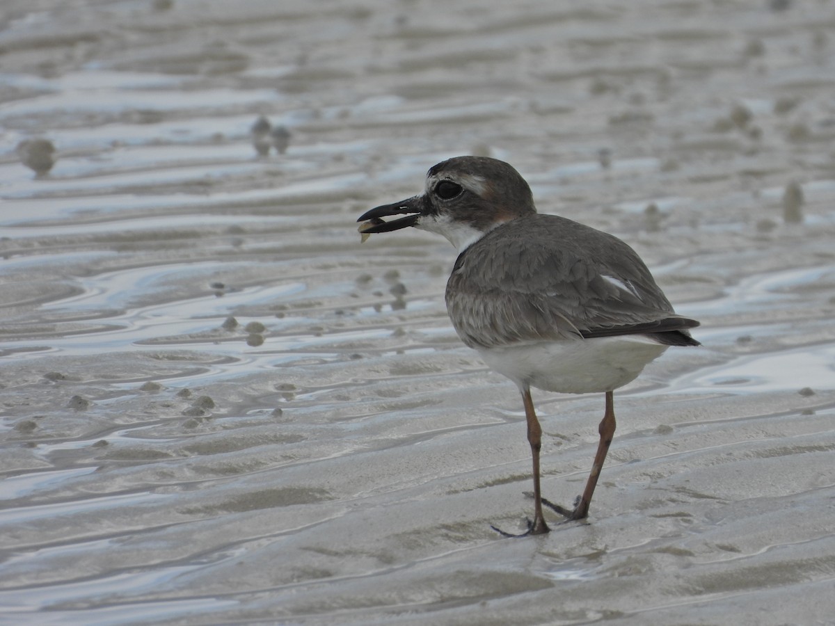 Wilson's Plover - Martha Cartwright