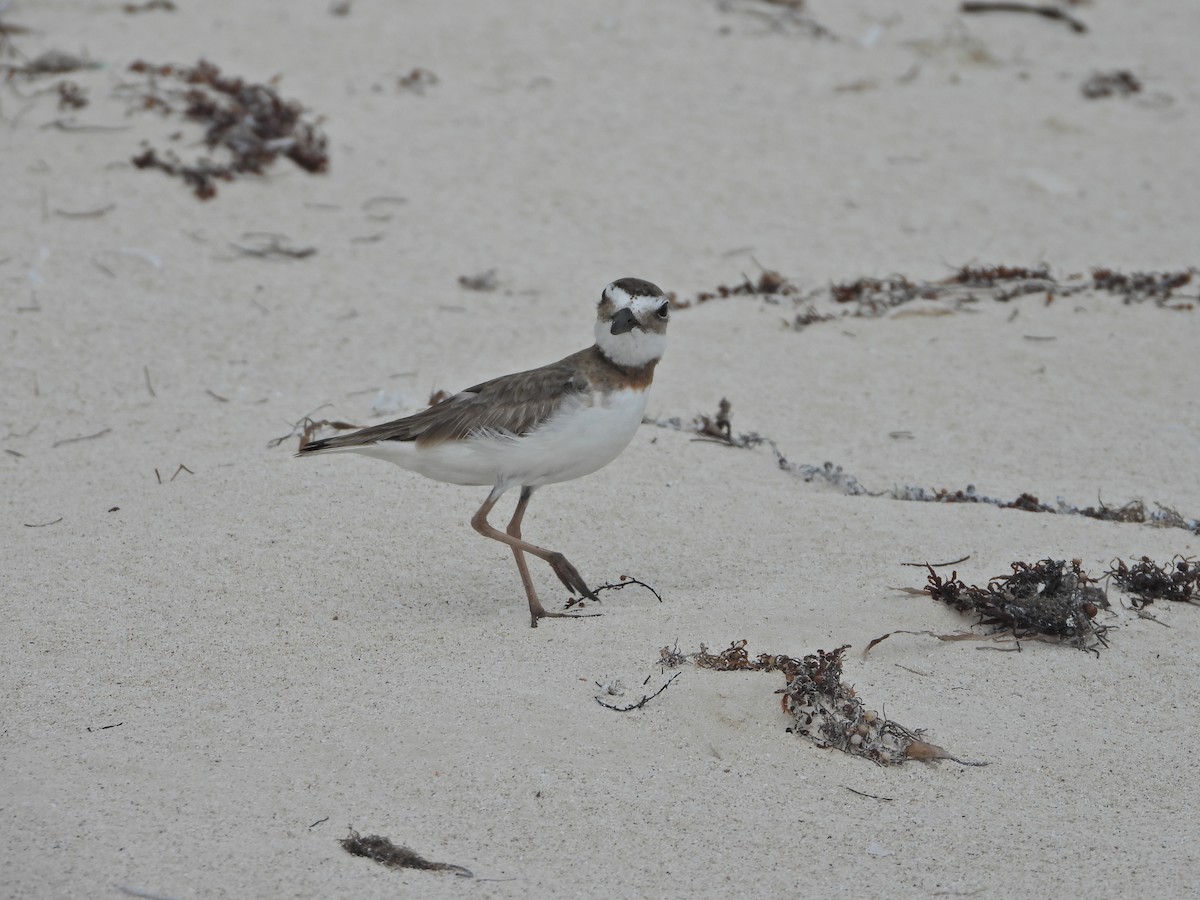 Wilson's Plover - Martha Cartwright