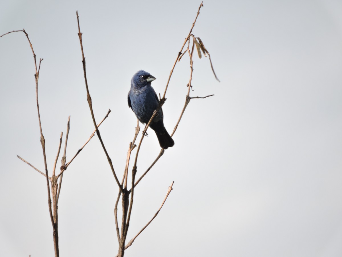 Blue Grosbeak - Francisco J. Muñoz Nolasco