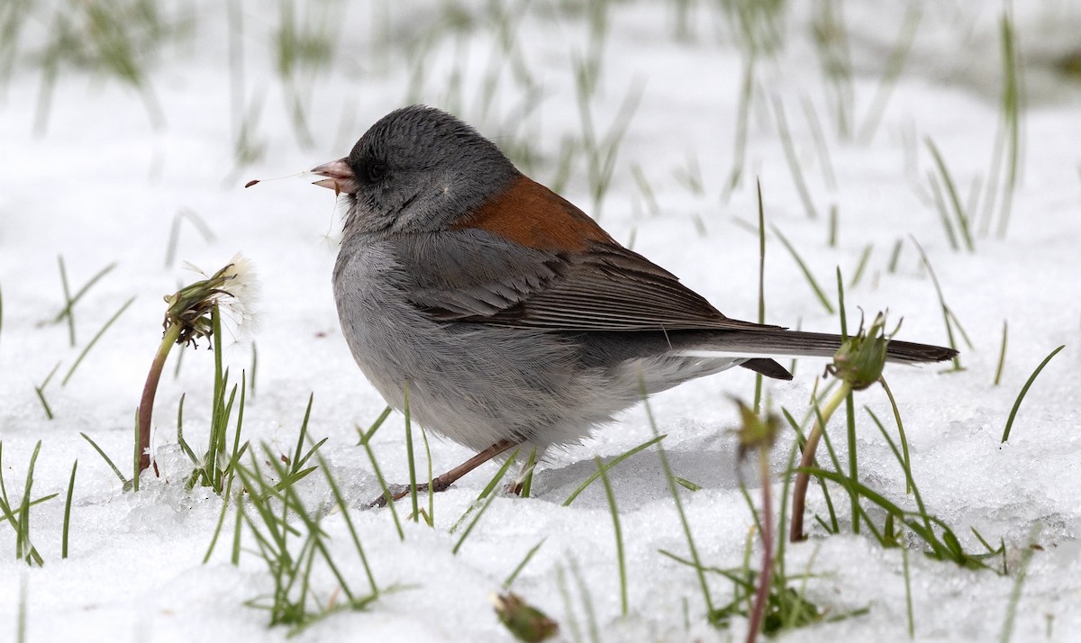 Dark-eyed Junco (Gray-headed) - Kathryn Black