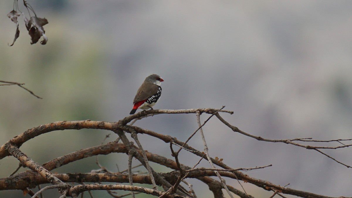 Diamond Firetail - Daniel Delany