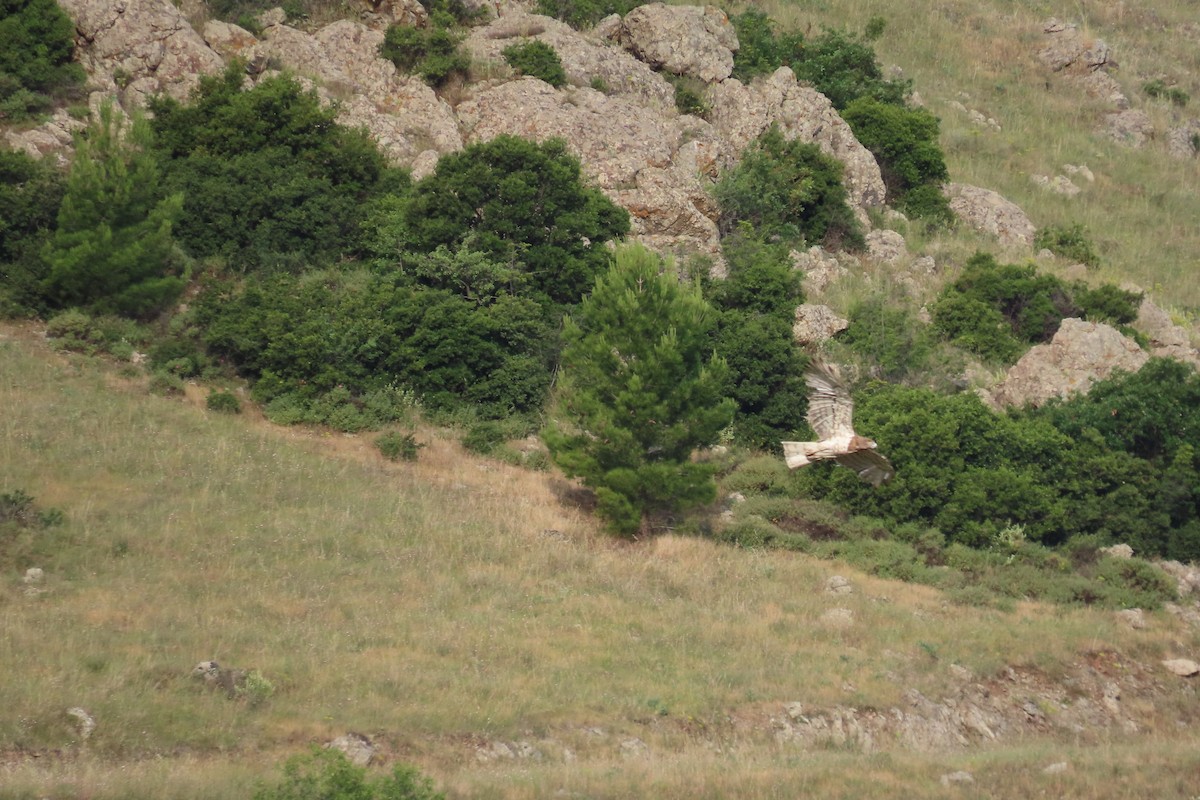 Short-toed Snake-Eagle - Theodora Tsimpouki