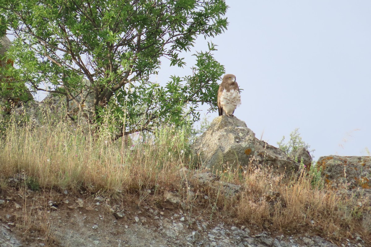 Short-toed Snake-Eagle - ML619564714