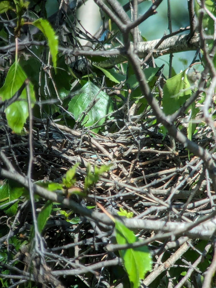 Green Heron - Raymond Belhumeur