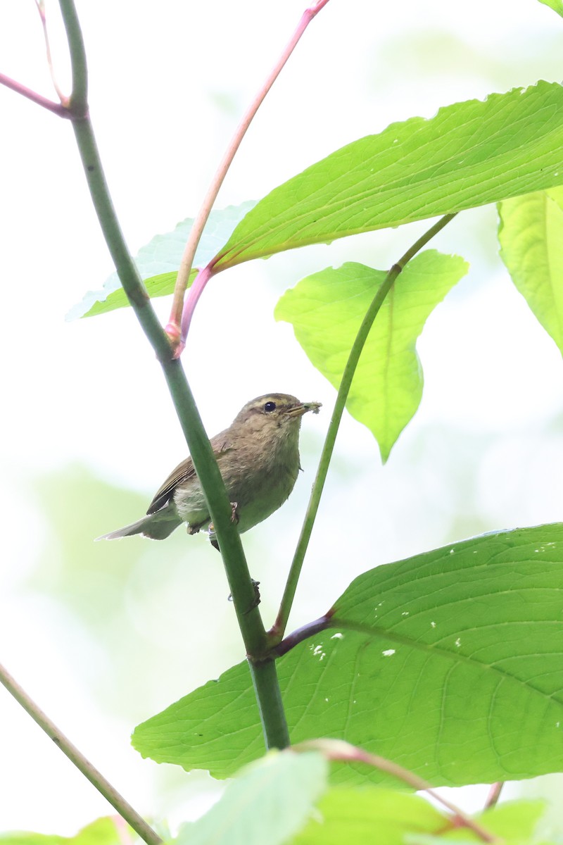 Common Chiffchaff - Anonymous