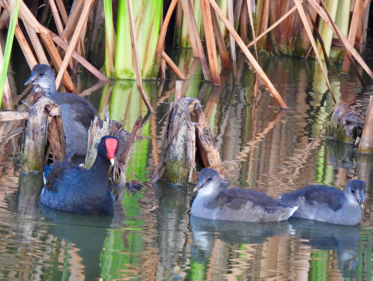 Common Gallinule - Lynne Harding