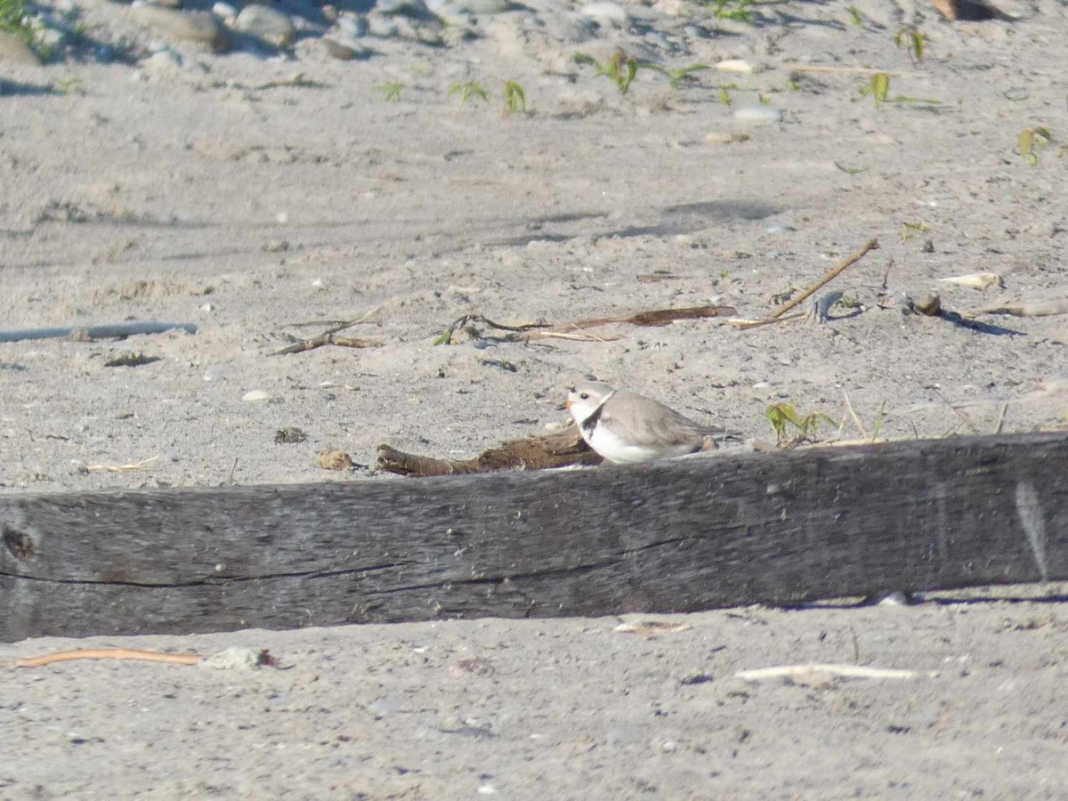 Piping Plover - Connor Thompson