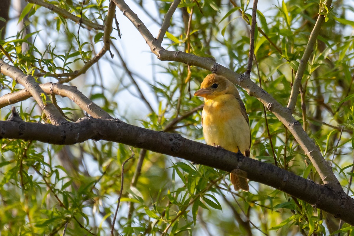 Summer Tanager - Dan Gardoqui