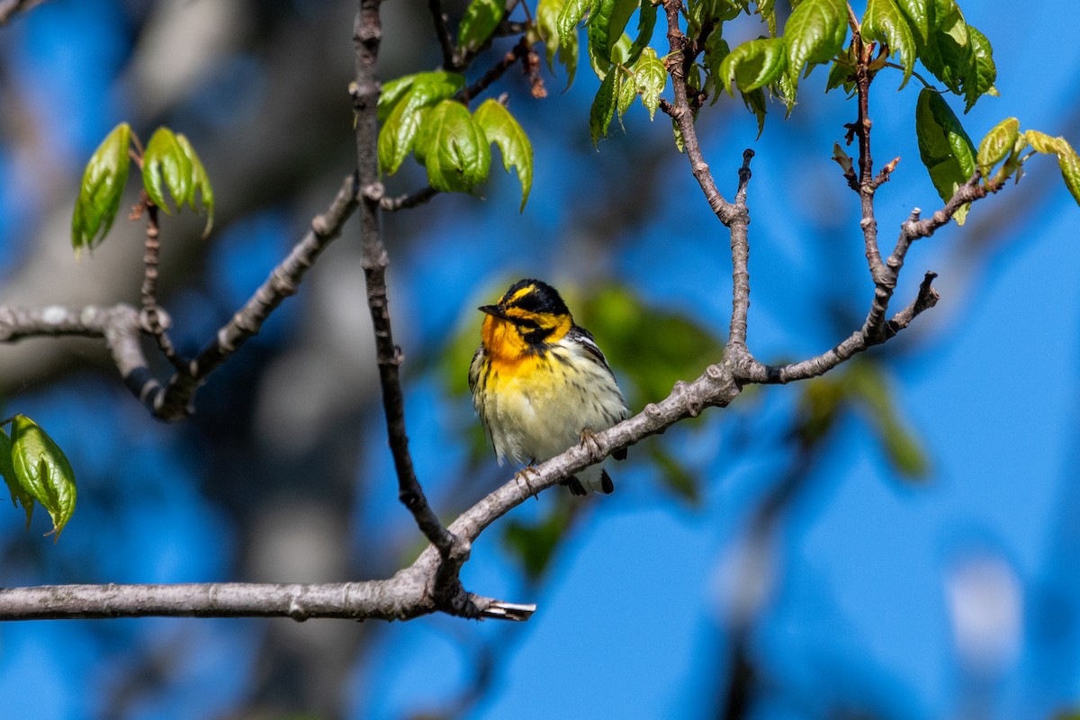 Blackburnian Warbler - ML619564727