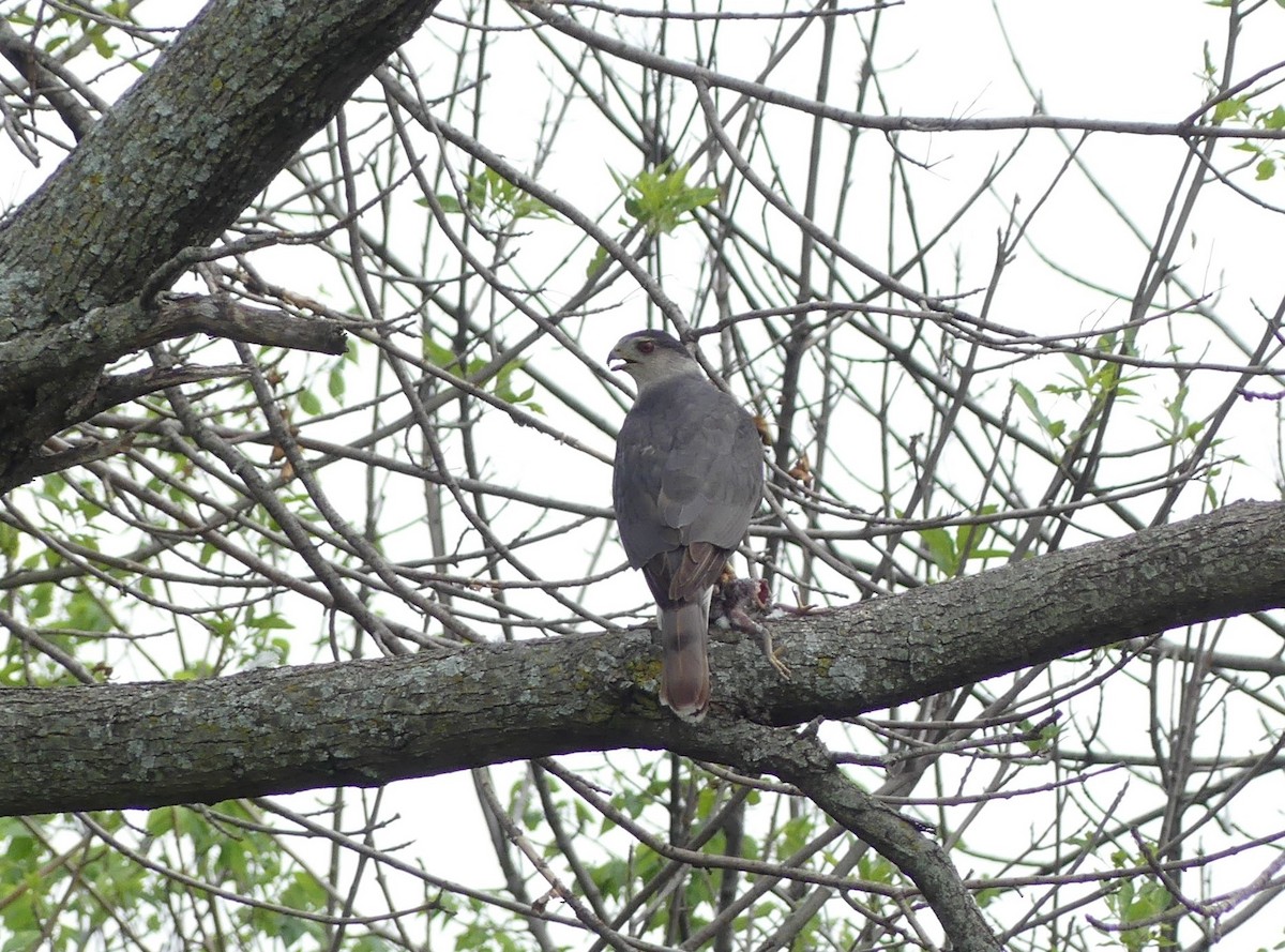 Cooper's Hawk - Chris Davis